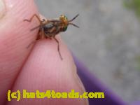 /home//u458753944/public_html/sourcegallery////////////////Insects and small critters/flies (Diptera)/P1130867.JPG